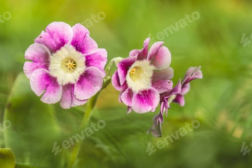 Preview: A Closeup Shot Of Beautiful Pink Primrose Flowers In A Garden