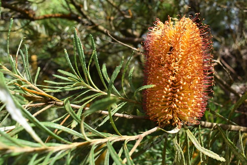 Preview: A Closeup Of A Hairpin Banksia Plant