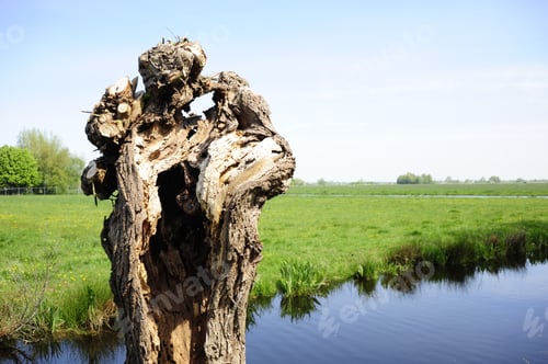 Preview: A Dry Tree Trunk With A Pond And A Green Meadow In The Background