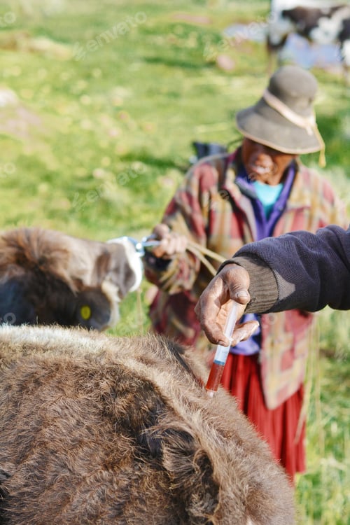 Preview: Native American Veterinarian Doing Injection To A Cow.