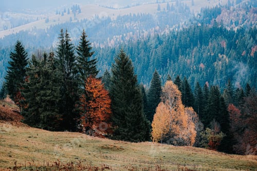 Preview: A Closeup Shot Of Colorful Trees In An Autumn Forest