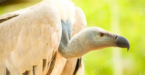 Preview: A Close Up Shot Of An African Vulture, Scavenger Bird Of Prey On A Blurry Background