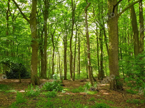 Preview: A Picturesque View Of New Growth Forest In Midlands, Uk