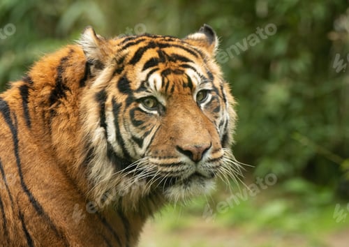 Preview: A Portrait Of A Tiger In A Natural Environment