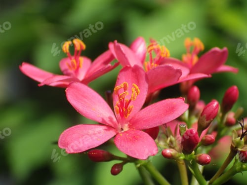 Preview: A Selective Focus Shot Of Pink Jatropha Flower