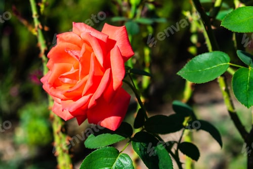 Preview: A Pink Rose In A Garden Surrounded By Greenery Under Sunlight With A Blurry Background
