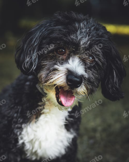 Visualização: A Vertical Closeup Shot Of A Cute Black And White Yorkipoo Dog With An Open Mouth