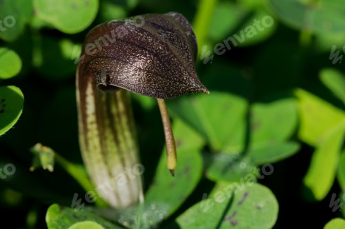 Preview: A Closeup Shot Of Frair'S Cowl Flower In Nature
