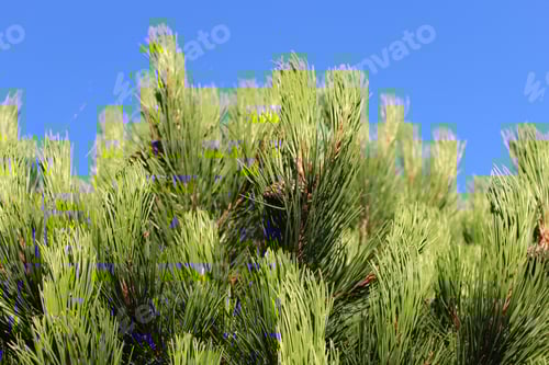 Preview: The Top Of A Beautiful Green Coniferous Tree Up Against The Blue Sky. The Sun Is Shining On The