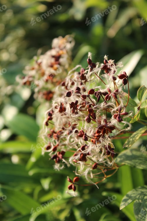 Preview: A Closeup Shot Of Dried Clematis Seed Heads With Some Fluff And Blurry Green Background