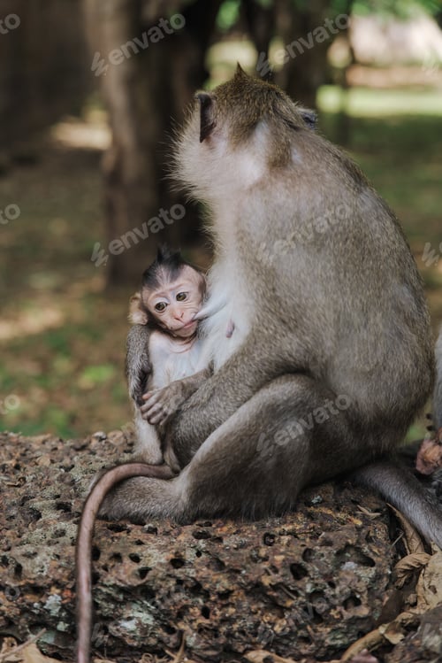 Vista previa: Una foto vertical de un adorable bebé mono en brazos de su madre