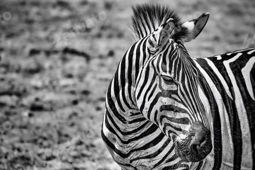 Preview: A Greyscale Closeup Of A Zebra In A Field Under The Sunlight With A Blurry Background