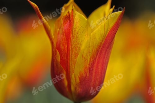 Preview: A Selective Focus Shot Of A Beautiful Tulip In The Field