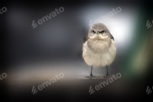 Preview: A Selective Focus Shot Of A Mockingbird