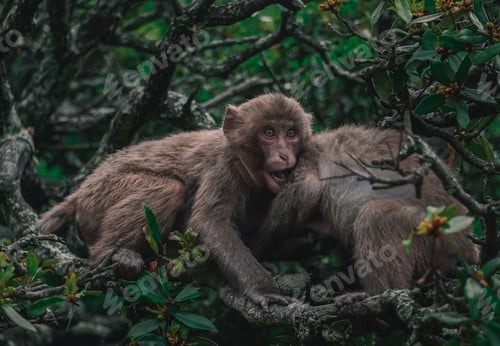 Preview: A Landscape Of Two Monkeys On Tree Branches In The Jungle With A Blurry Background