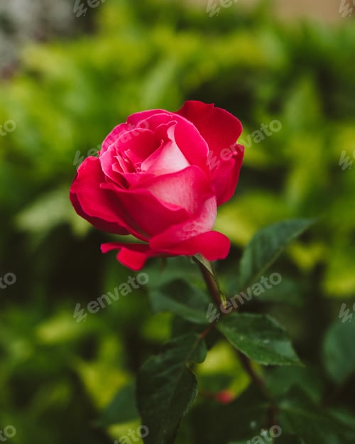 Preview: A Selective Focus Of A Beautiful Pink Rose