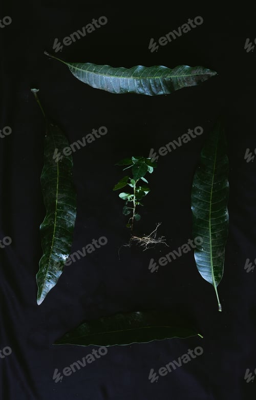 Preview: A Top View Closeup Of Five Different-Looking Green Leaves Placed On A Black Cloth