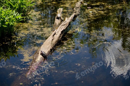 Preview: A Broken Tree In Water And A Two Turtle On It On A Sunny Day