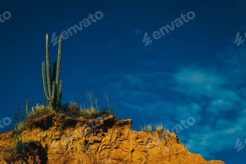 Preview: An Exotic Wild Plant Growing On The Rocks In The Tatacoa Desert, Colombia Under The Blue Sky