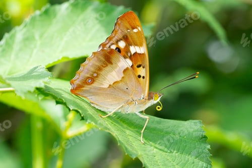 Preview: A Soft Focus Of A Beautiful Brown Butterfly On A Leaf At A Meadow