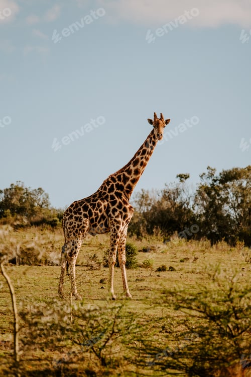 Preview: A Mesmerizing Shot Of A Giraffe On The Green Grass At Daytime