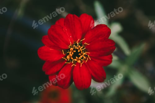 Preview: A Closeup Shot Of Red Zinnia Flower On Blurred Background