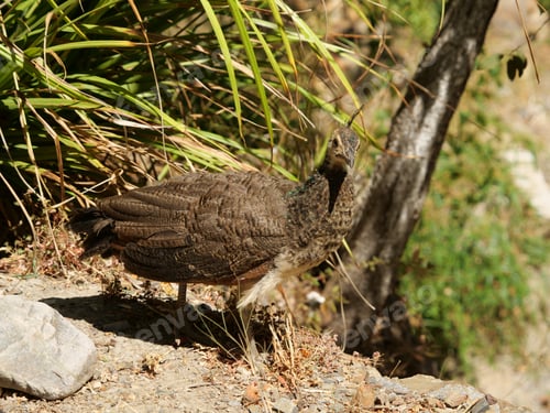 Preview: A View Of Peacock Chick Standing On The Ground