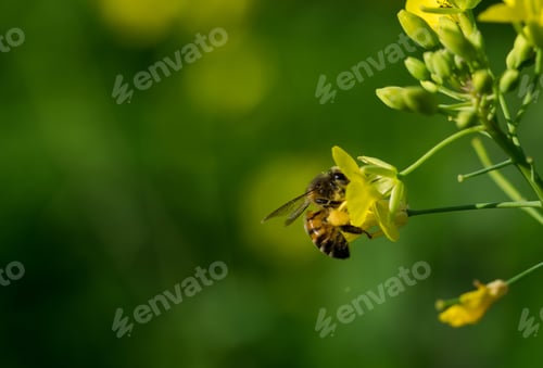Preview: A Selective Focus Of A Bee Pollinating On A Yellow Blossomed Perennial Wall-Rocket Flower
