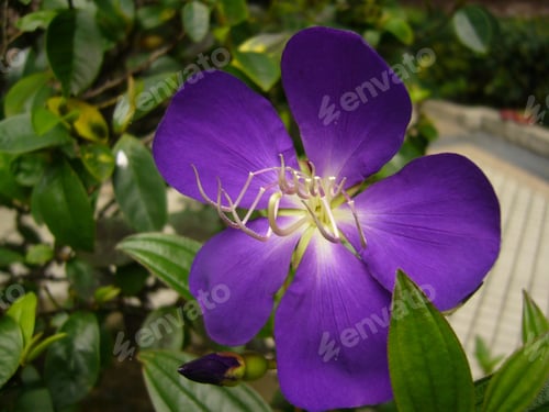 Preview: A Closeup Shot Of Milestone Flowers