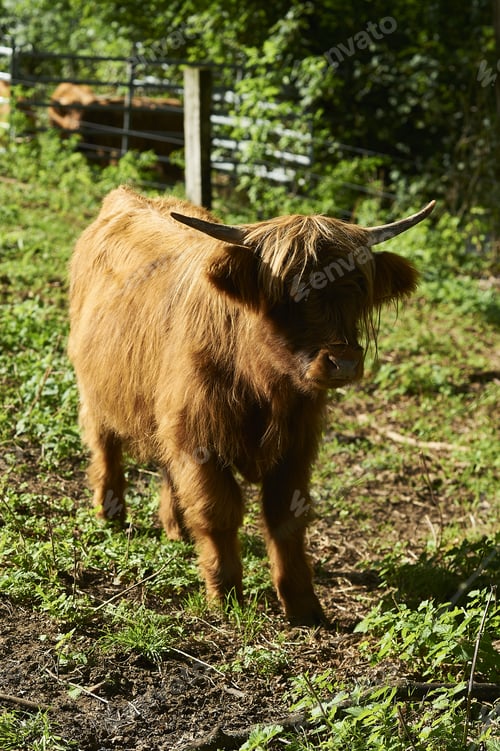 Preview: A Vertical Shot Of An Adorable And Fluffy Highland Calf On A Farm