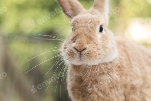 Preview: A Selective Focus Shot Of A Domestic Rabbit On A Bright Summer Morning