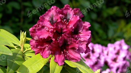 Preview: A Closeup Shot Of Blooming Pink Rhododendron Flowers