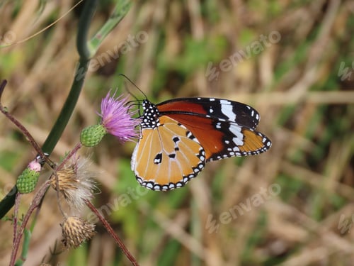 Preview: A Closeup Shot Of A Butterfly On A Flower