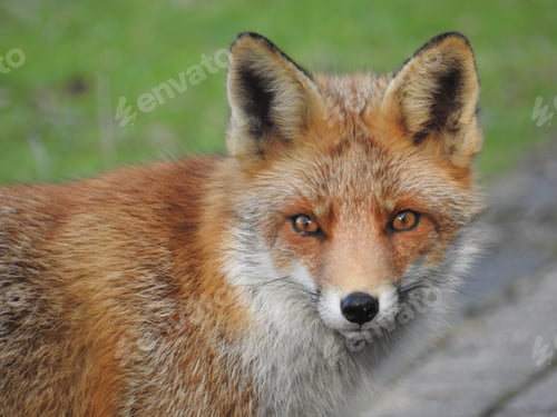 Preview: A Closeup Shot Of An Adorable Red Fox In The Netherlands On Blurred Background