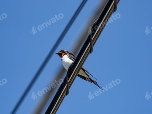 Preview: A Closeup Shot Of A Barn Swallow On A Cable Wire