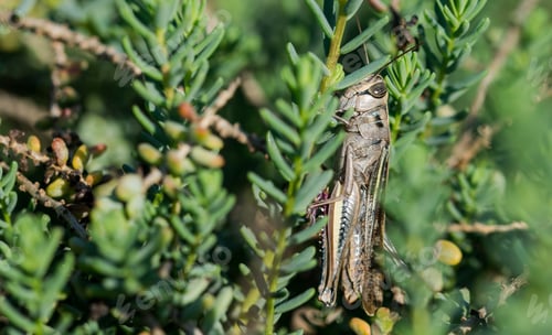 Preview: A Selective Focus Shot Of A White-Banded Grasshopper Among Vegetation In The Maltese Countryside