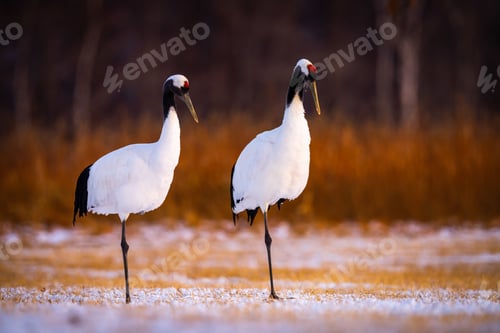 Preview: A Selective Shot Of Two Red-Crowned Cranes In A Snowy Field In Kushiro, Hokkaido