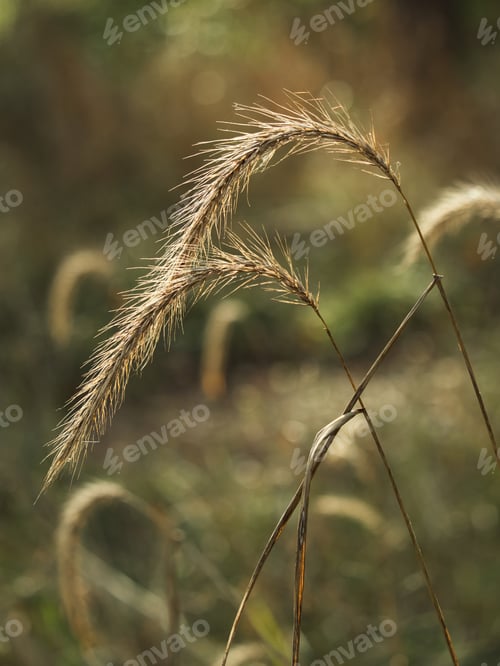 Preview: A Closeup Shot Of Sedges