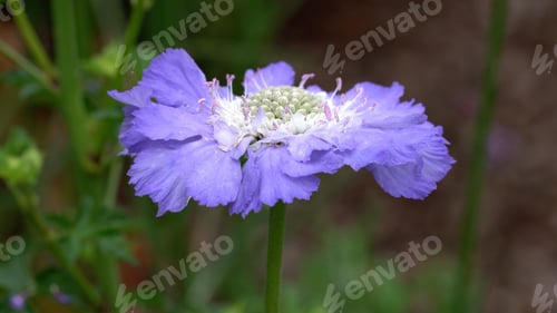 Preview: A Closeup Shit Of A Scabious Flower Head