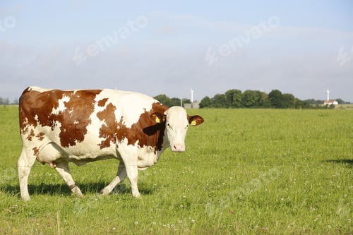 Preview: A Closeup Shot Of A Cow Grazing In A Field On A Sunny Afternoon