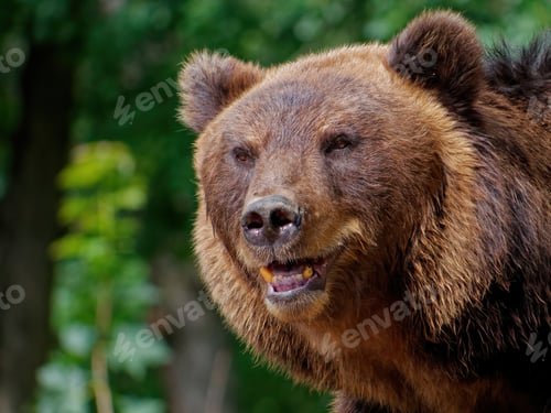 Preview: A Closeup Shot Of A Brown Bear In The Forest
