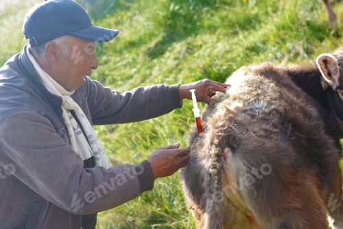 Preview: Native American Veterinarian Doing Injection To A Cow.