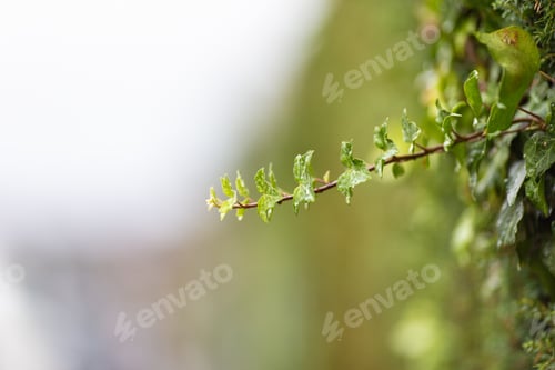 Preview: A Macro Shot Of Fresh Ivy Leaves Vine