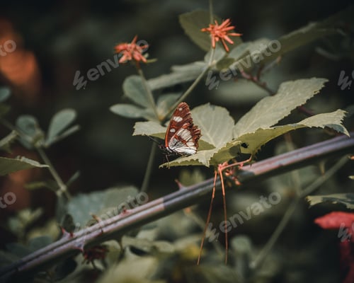 Preview: Beautiful Brown, Orange And White Butterfly Posing On A Plant'S Green Leaf