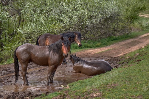 Preview: The Three Dirty Horses Standing In The Mud On The Road Near The Green Field