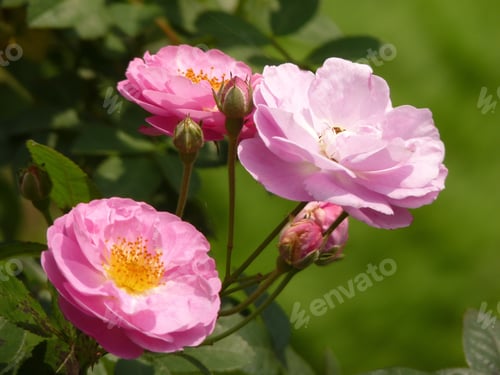 Preview: A Closeup Shot Of Beautiful Pink Roses On Blurred Background