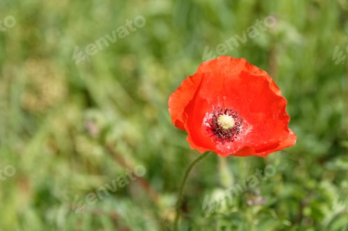 Preview: Vibrant Red Poppy Flower in Lush Green Meadow