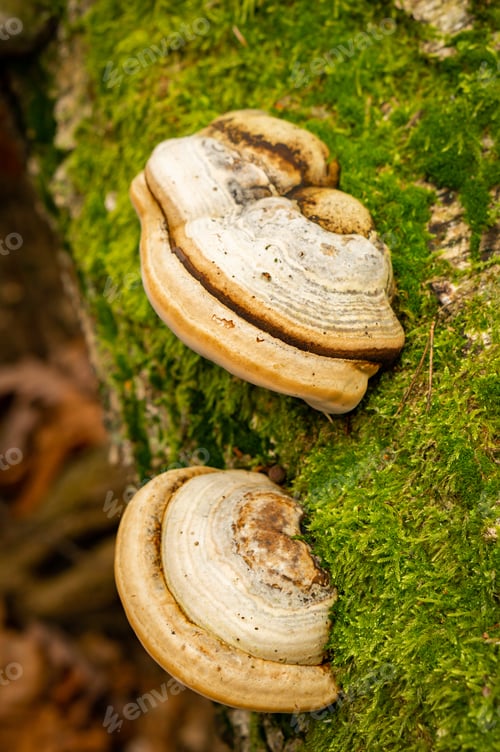 Preview: A Closeup Shot Of Tinder Fungus On A Tree Trunk Covered With Moss