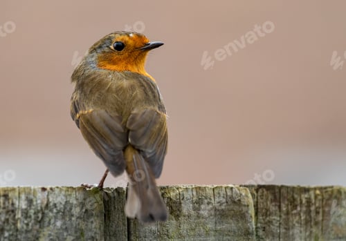 Preview: A Backshot Of A European Robin Bird Sitting On A Wooden Surface On The Light Background