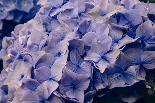 Vorschau: Eine Nahaufnahme der hellblauen Hortensie Serrata'S — ideal für Hintergrundbilder